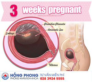 Phương pháp phá thai từ 1 đến 3 tuần tuổi - Địa chỉ thực hiện phá thai uy tín ở TPHCM